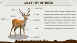 Deer Presentation - Slide 4