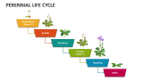 Perennial Life Cycle - Slide 3