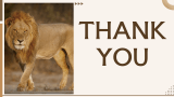 Lion Presentation - Slide 13