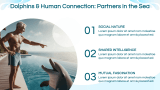 Dolphin Presentation - Slide 8