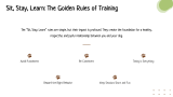 Dog Training Presentation Theme - Slide 6