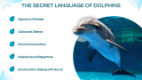 Dolphin Presentation - Slide 7