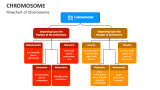 Flowchart of Chromosome - Slide 5
