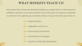 Monkey Presentation - Slide 7