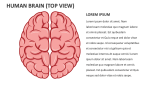 Human Brain (top View) - Slide 3