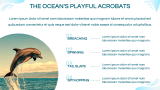 Dolphin Presentation - Slide 4