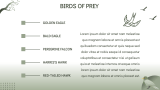 Birds Presentation - Slide 8