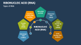 Types of Ribonucleic Acid (RNA) - Slide 2