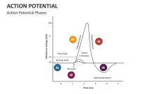 Action Potential Phases - Slide 1