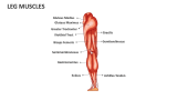Leg Muscles - Slide 3