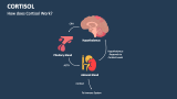 How does Cortisol Work? - Slide 2