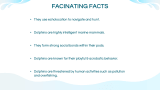 Dolphin Presentation - Slide 11