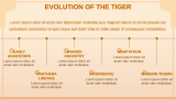 Tiger Presentation - Slide 4