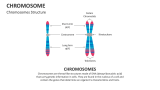 Chromosomes Structure - Slide 1
