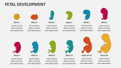 Fetal Development - Slide 1