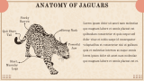 Jaguar Presentation Theme - Slide 4