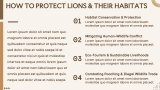 Lion Presentation - Slide 11
